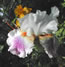 Iris germanica Puccini